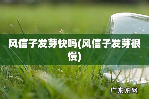 风信子发芽很慢 风信子发芽快吗