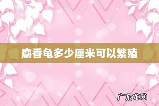 麝香龟多少厘米可以繁殖