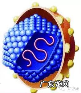 丙型肝炎病毒抗体测定 丙型肝炎抗体测定阴性