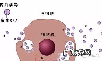 丙型肝炎病毒抗体测定 丙型肝炎抗体测定阴性