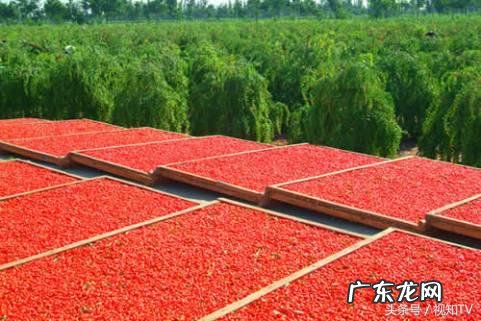 罗平县到罗汉镇 罗汉果树风水