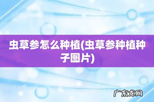 虫草参种植种子图片 虫草参怎么种植