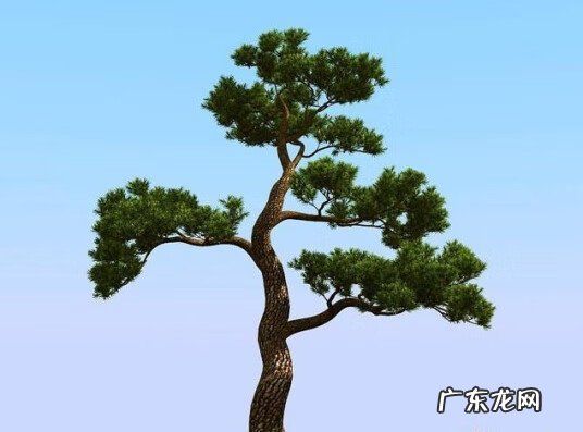 坟头栽什么树合适 坟地栽什么树风水好