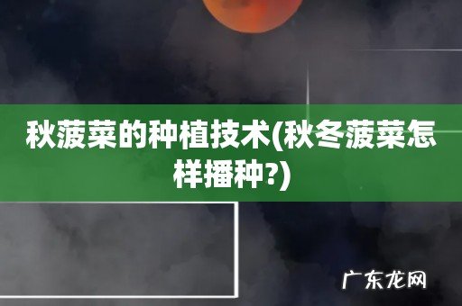 秋冬菠菜怎样播种? 秋菠菜的种植技术