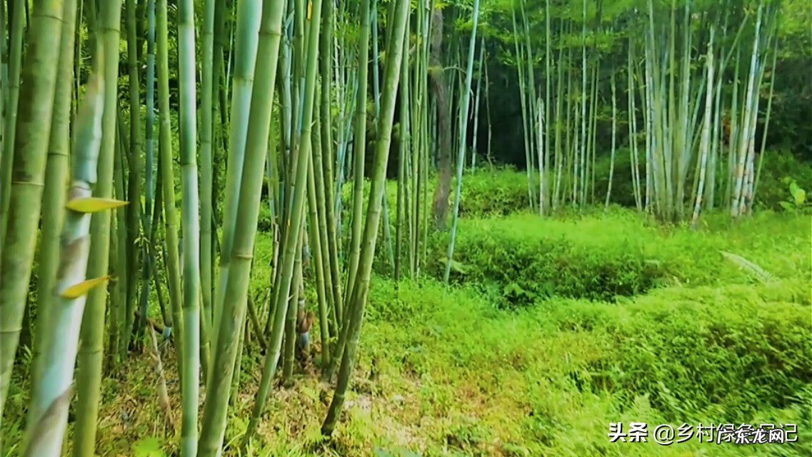 兴宁刘伟权 广东顺德兴宁客家风水留题