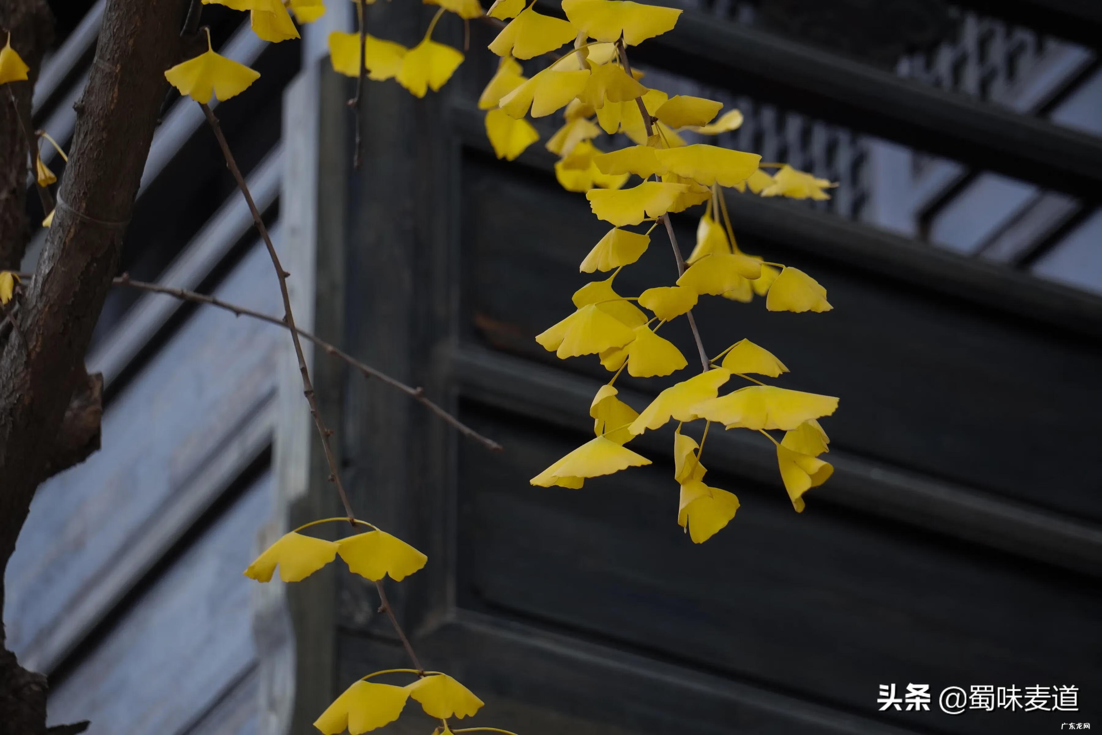 房屋对面巷好不好 宽窄巷子宽度和长度