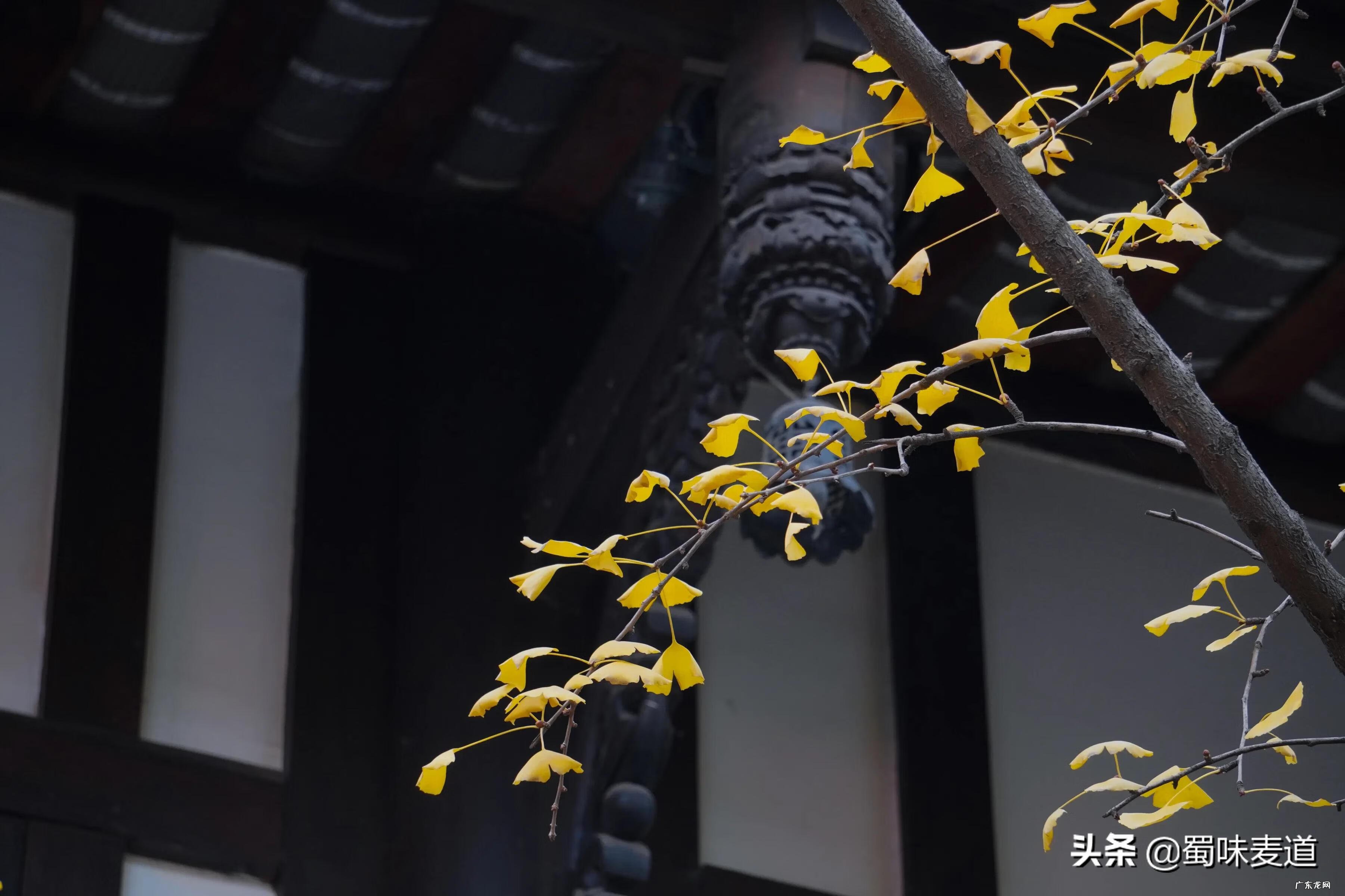 房屋对面巷好不好 宽窄巷子宽度和长度