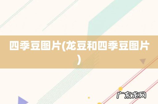 龙豆和四季豆图片 四季豆图片