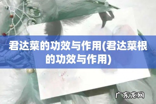 君达菜根的功效与作用 君达菜的功效与作用