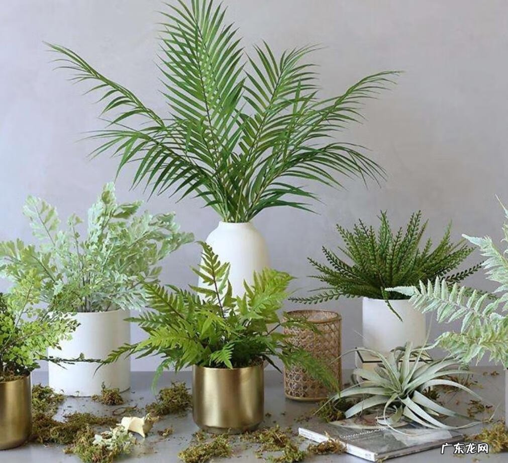 家里花草旺盛代表风水好吗 花草旺盛风水上好吗