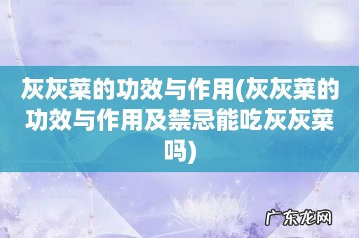 灰灰菜的功效与作用及禁忌能吃灰灰菜吗 灰灰菜的功效与作用