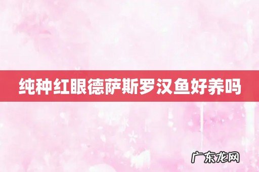 纯种红眼德萨斯罗汉鱼好养吗