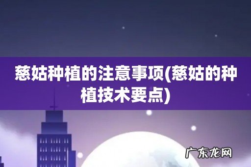 慈姑的种植技术要点 慈姑种植的注意事项