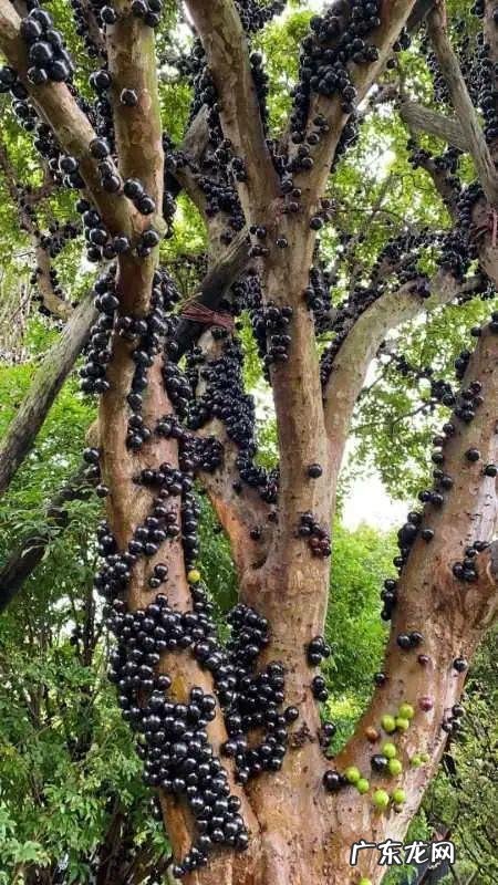 屋后有水沟风水好不好 我家下面有两条水沟风水怎么样