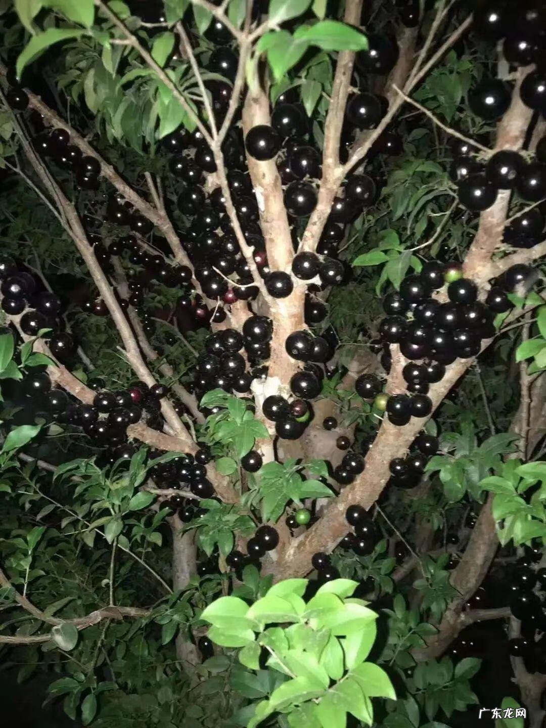 屋后有水沟风水好不好 我家下面有两条水沟风水怎么样