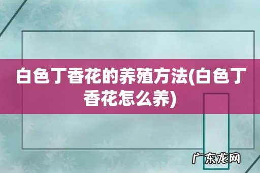 白色丁香花怎么养 白色丁香花的养殖方法
