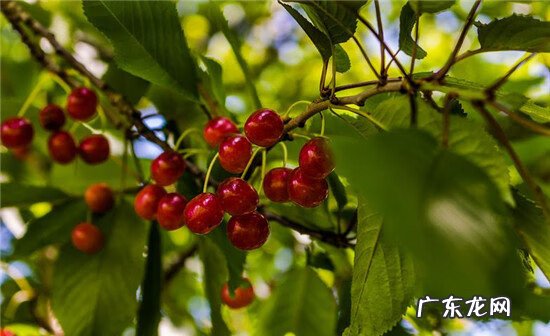 鸡蛋壳可以用来干嘛 鸡蛋壳的作用是什么