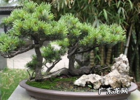 小区种松树风水好吗 松树跟家里的风水有关吗