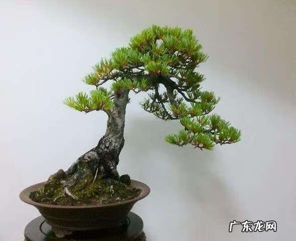 小区种松树风水好吗 松树跟家里的风水有关吗