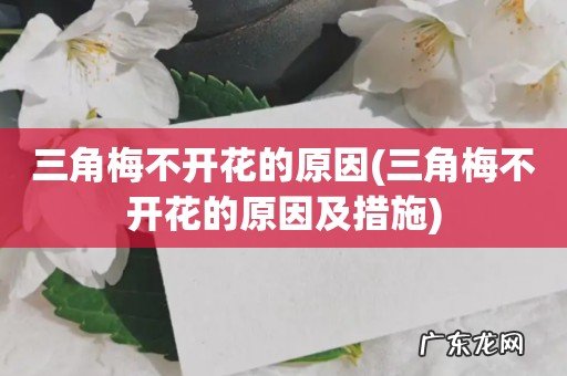 三角梅不开花的原因及措施 三角梅不开花的原因