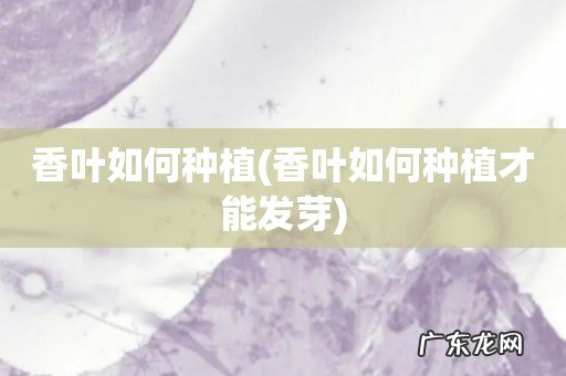 香叶如何种植才能发芽 香叶如何种植