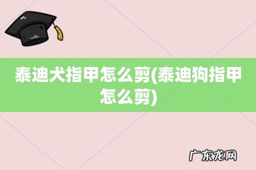 泰迪狗指甲怎么剪 泰迪犬指甲怎么剪