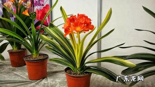 招财好运的网名大全 招财好运的微信网名