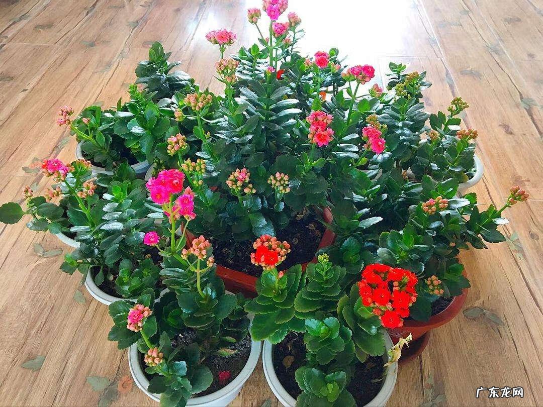 招财好运的网名大全 招财好运的微信网名