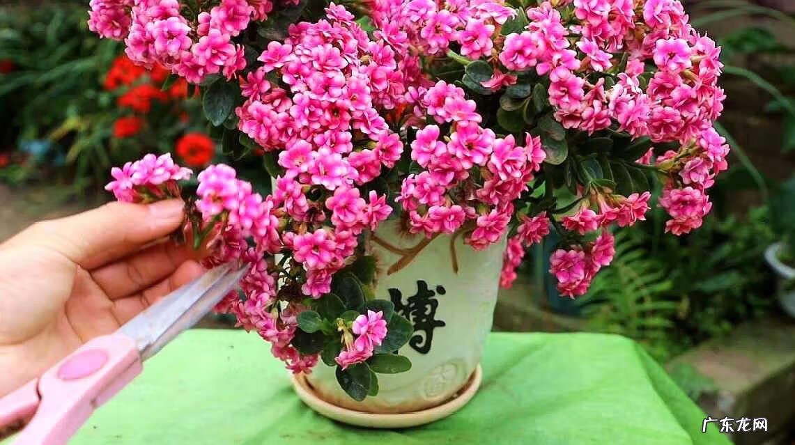 招财好运的网名大全 招财好运的微信网名