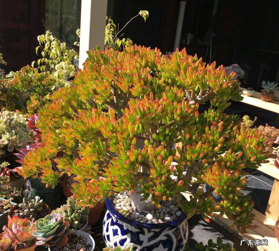 招财好运的网名大全 招财好运的微信网名