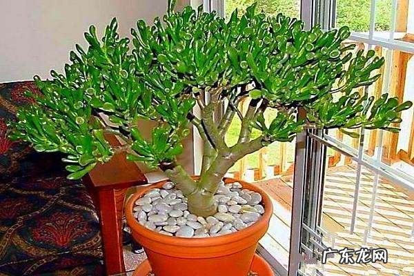 招财好运的网名大全 招财好运的微信网名