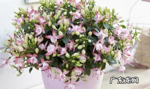 招财好运的网名大全 招财好运的微信网名