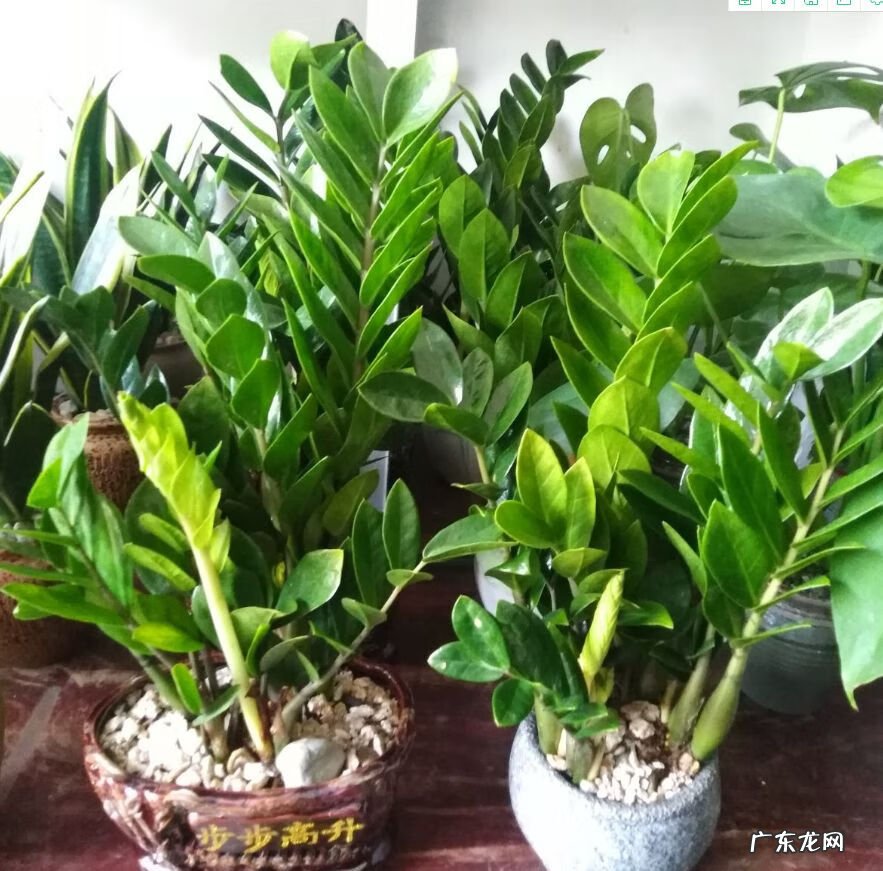 招财好运的网名大全 招财好运的微信网名