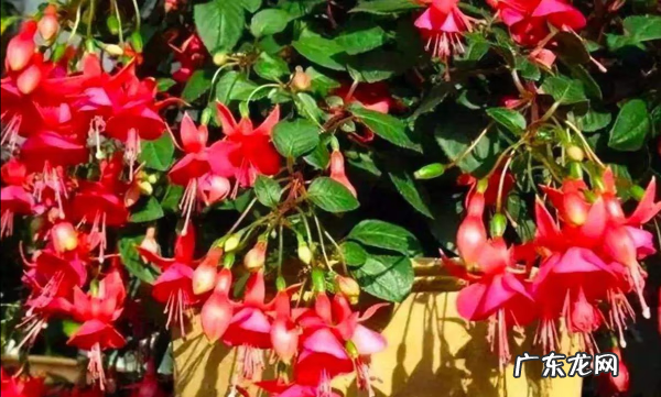 招财好运的网名大全 招财好运的微信网名