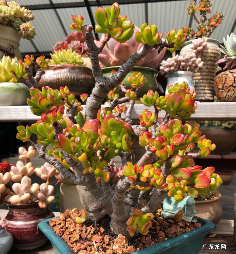 招财好运的网名大全 招财好运的微信网名