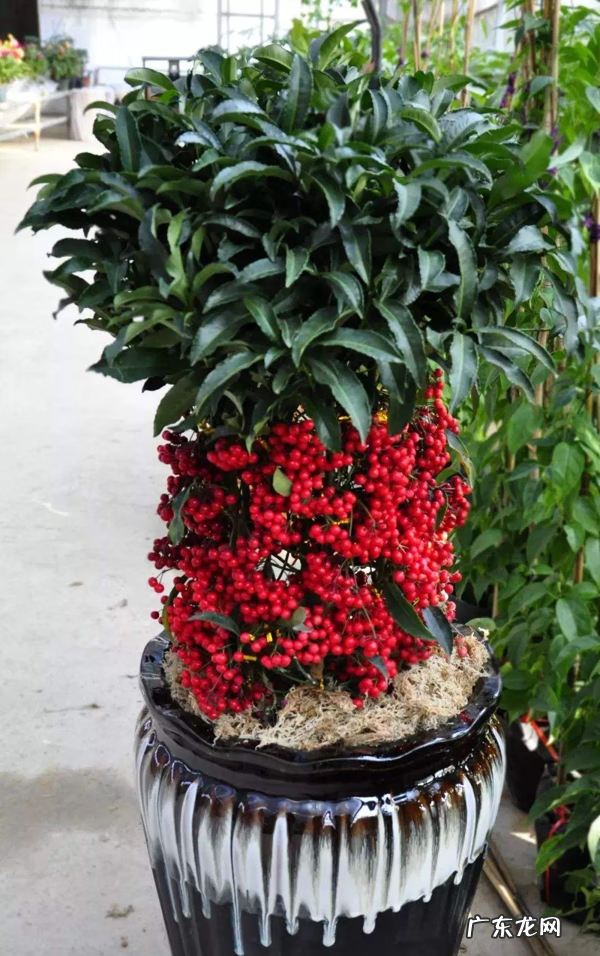 招财好运的网名大全 招财好运的微信网名