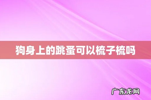 狗身上的跳蚤可以梳子梳吗