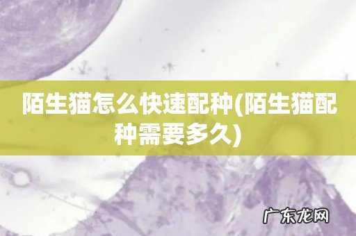 陌生猫配种需要多久 陌生猫怎么快速配种