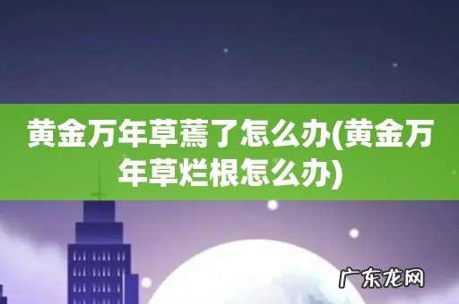 黄金万年草烂根怎么办 黄金万年草蔫了怎么办