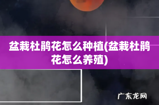 盆栽杜鹃花怎么养殖 盆栽杜鹃花怎么种植