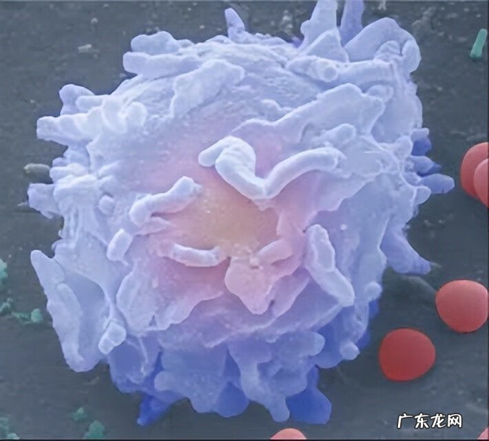 白细胞计数严重偏高 白细胞计数偏高是什么意思