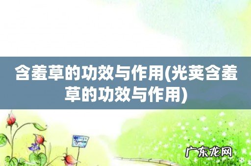 光荚含羞草的功效与作用 含羞草的功效与作用