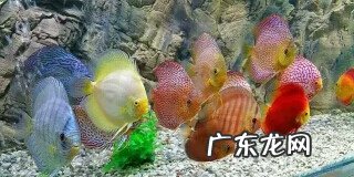 鱼不适应新水会怎么样 换水后鱼的状态不行怎么办