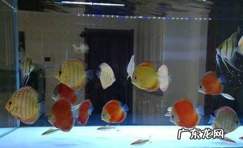 鱼不适应新水会怎么样 换水后鱼的状态不行怎么办