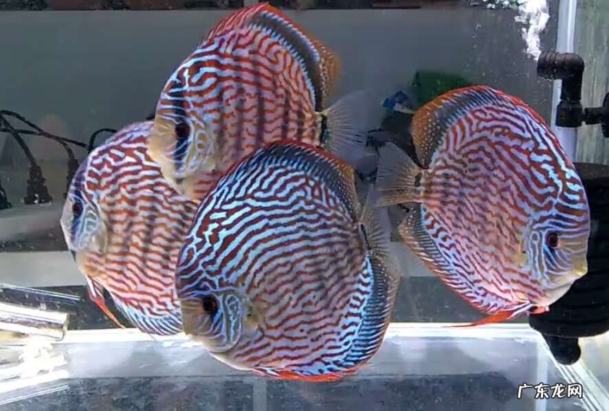 鱼不适应新水会怎么样 换水后鱼的状态不行怎么办