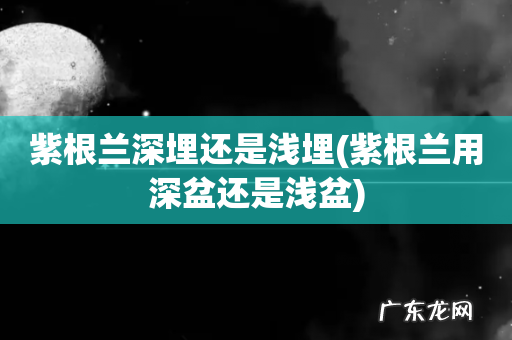 紫根兰用深盆还是浅盆 紫根兰深埋还是浅埋