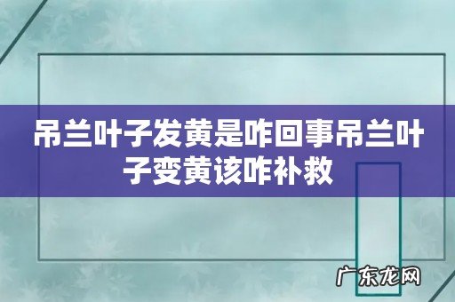 吊兰叶子发黄是咋回事吊兰叶子变黄该咋补救