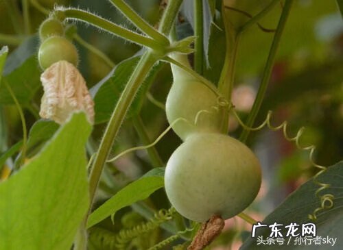 风水葫芦应放家中什么位置 自家种的葫芦怎么保存