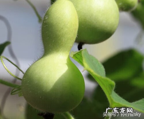 风水葫芦应放家中什么位置 自家种的葫芦怎么保存