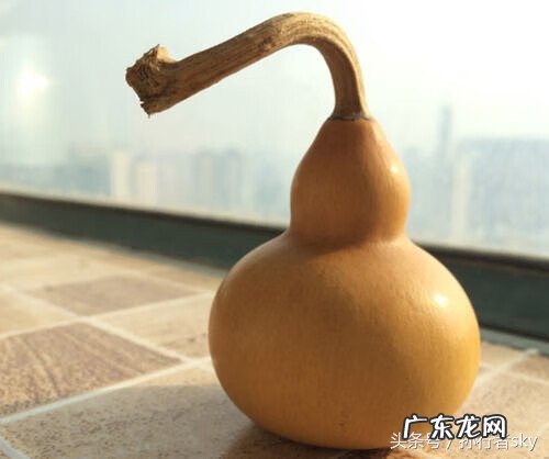 风水葫芦应放家中什么位置 自家种的葫芦怎么保存
